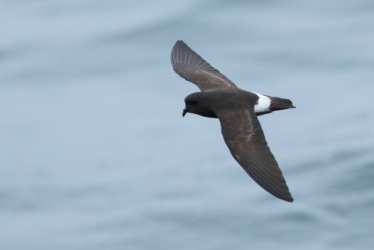 2022, The Crown Estate, 2020 Offshore Wind Round 4 Plan, Habitats Regulations Assessment